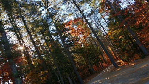 Trees in forest