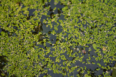 Full frame shot of fresh green leaves