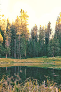 Reflection of trees in lake