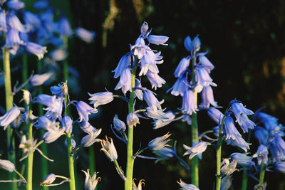 Close-up of purple flowering plants on field