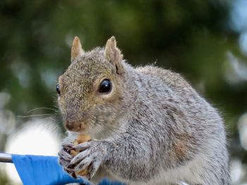 Close-up of squirrel eating food