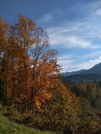 Trees on landscape against sky during autumn