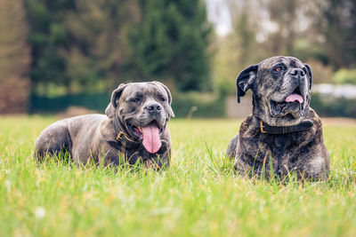 Dogs looking away on grass