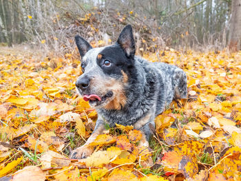 Cattle dog outdoors. the gray fur of this working breed dog also gave him the name blue heeler.