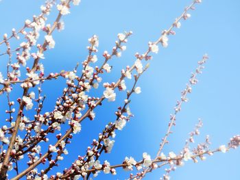 Low angle view of cherry blossom against blue sky