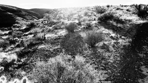 Plants growing on land against sky