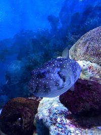 Close-up of fish swimming in aquarium