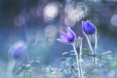 Close-up of purple crocus against blurred background