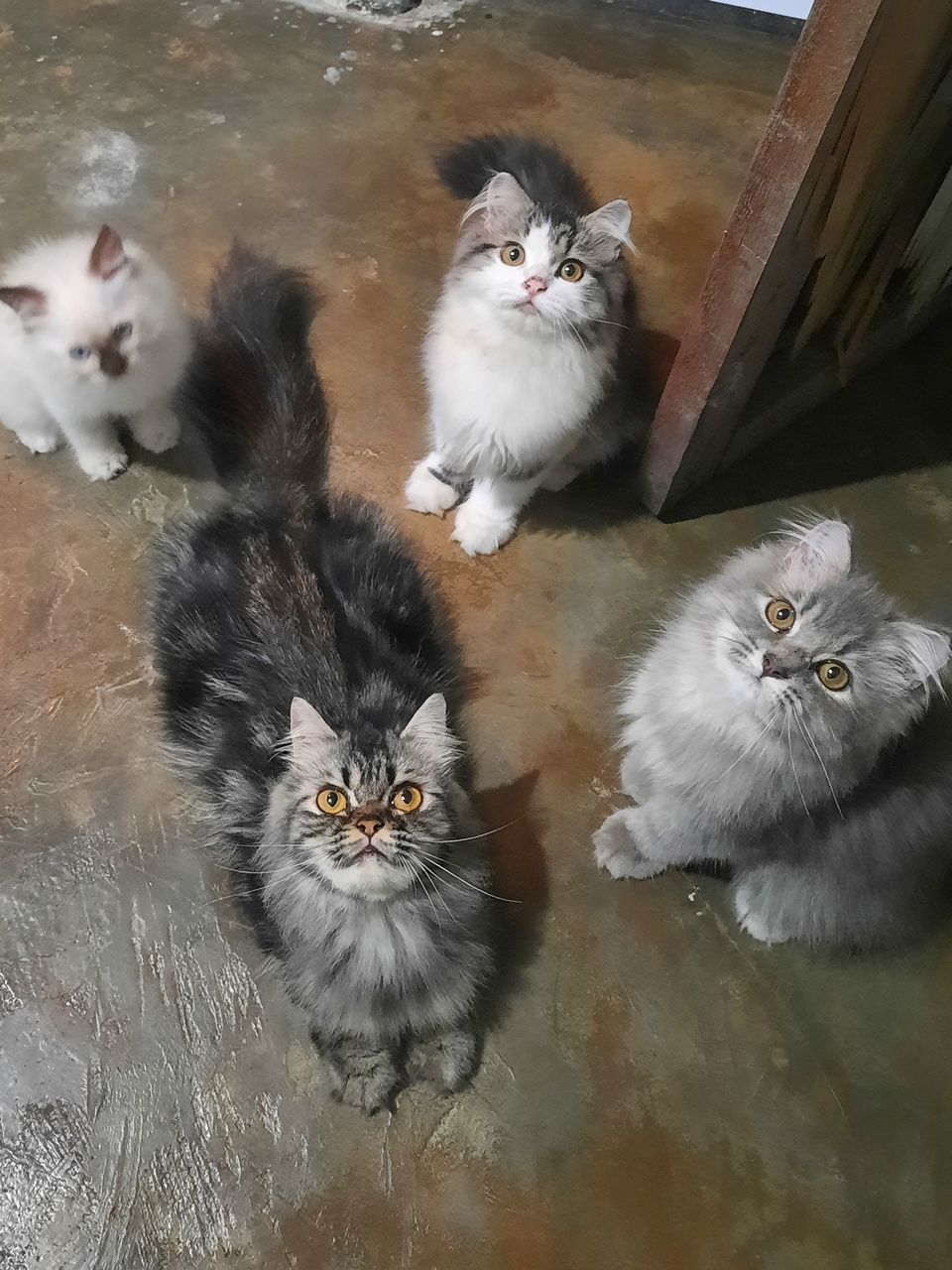 cat, animal, animal themes, pet, mammal, domestic animals, domestic cat, feline, group of animals, kitten, small to medium-sized cats, felidae, high angle view, no people, looking at camera, portrait, young animal, whiskers, indoors, domestic long-haired cat, carnivore, two animals, animal hair