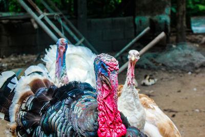 Close-up of birds
