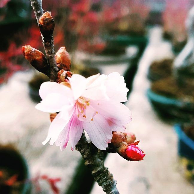 CLOSE-UP OF FRESH PINK FLOWERS ON BRANCH