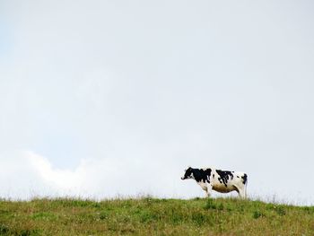 Horses grazing on grassy field