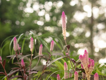 Close-up of pink flowering plant