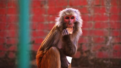 Monkey looking away while holding piece of object