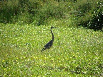 Bird on grass