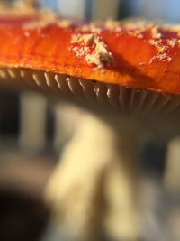 Close-up of bread