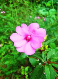 Close-up of pink flowers