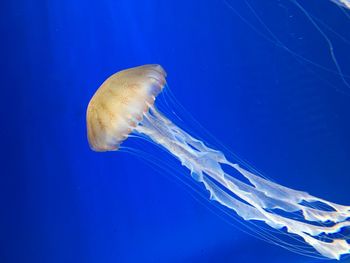 Close-up of jellyfish swimming in sea