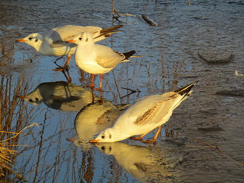 Close-up of birds in lake