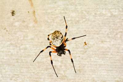 Close-up of spider