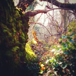 Close-up of tree trunk in forest