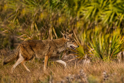 Portrait of fox standing on field