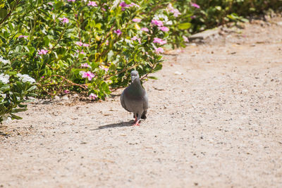 Bird perching on a field