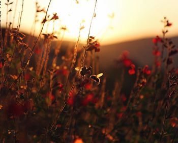 Close-up of flowering plants on field during sunset