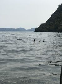 View of birds swimming in sea