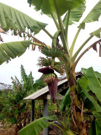 Low angle view of flowering tree against sky