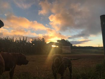 Cows on field against sky during sunset