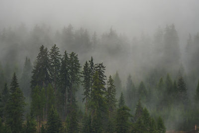 Pine trees in forest during winter