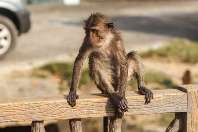 Wet long-tailed macaque sitting on railing in zoo