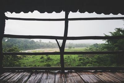 View of trees in forest seen through window