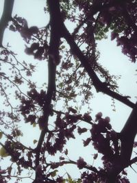 Low angle view of flowering tree against sky