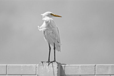 Seagull perching on a bird against the sky