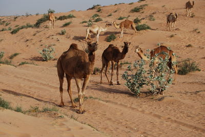 Encountered a camel family in the desert