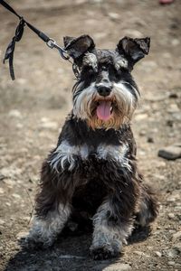 Portrait of dog on field