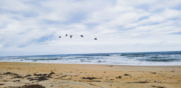 Seagulls flying over beach against sky