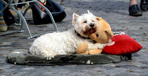 Low section of man with dog sitting outdoors