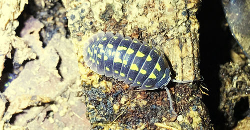 Close-up of insect on rock