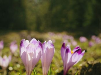 Close-up of purple crocus flowers growing on field