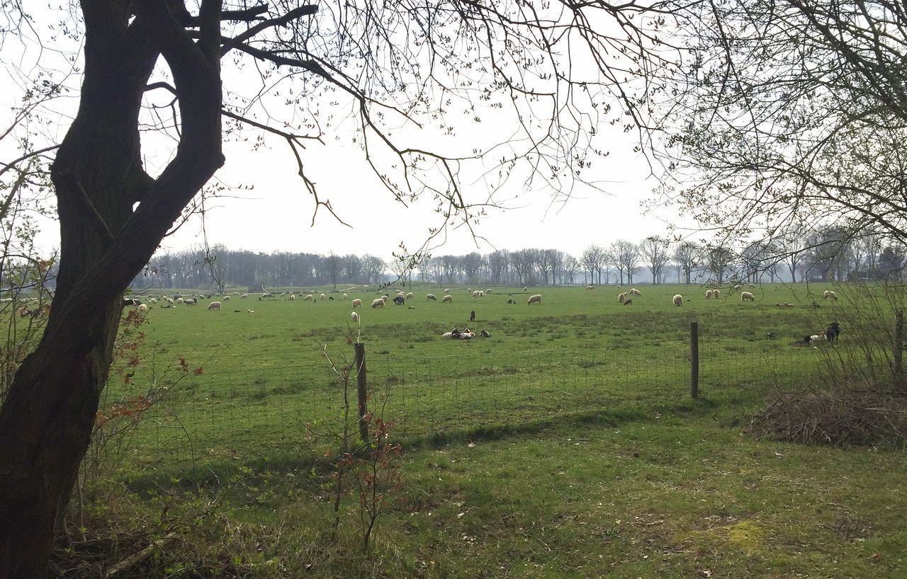 VIEW OF A GRAZING ON LANDSCAPE