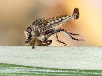 Close-up of insect