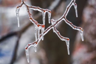 Freezing rain on the branches with red buds