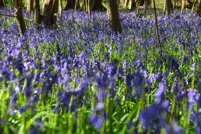 Purple flowers blooming in field