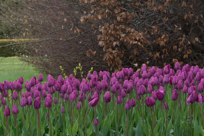 Close-up of pink crocus blooming on field
