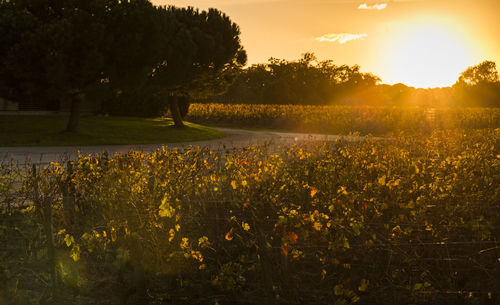 Scenic view of grassy field against sky during sunset