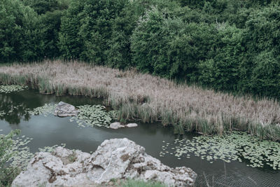 Scenic view of lake in forest