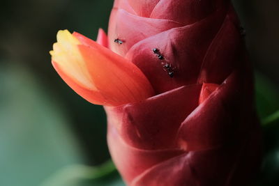 Close-up of red rose flower